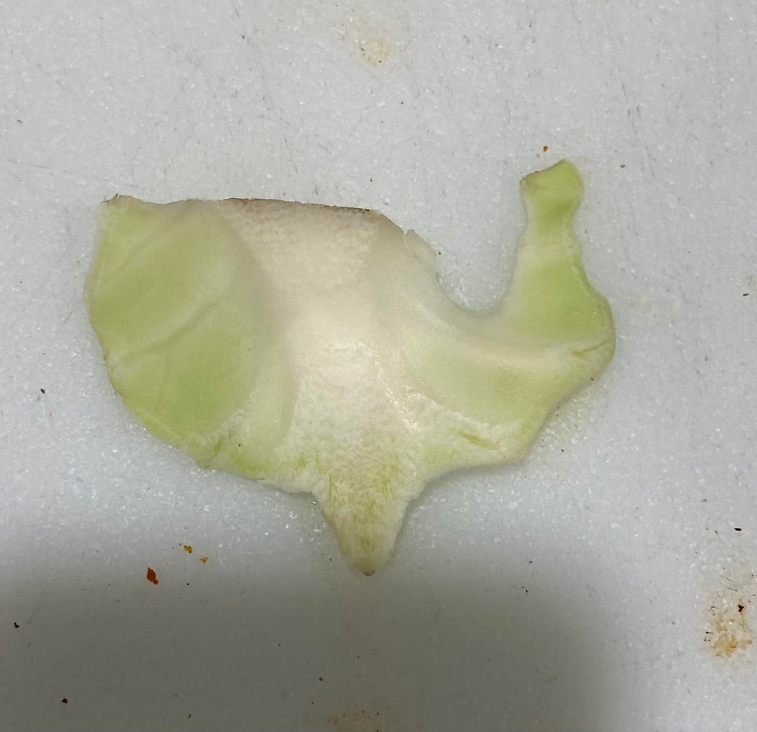 Found a piece of broccoli slaw that looked vaguely like the United States