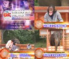 In 2006, Japan aired a late night TV talk show specifically aimed at animal audiences, claiming that it was an underrepresented demographic. The show was hosted by a chimp named Gomez Chenbalin. The "Chimp does Ninja Warrior" gif that circulates reddit originated in it (full story in comments)