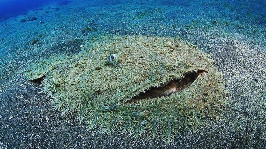 The tasselled wobbegong is a species of carpet shark in the family Orectolobidae and the only member of its genus. It inhabits shallow coral reefs off northern Australia, New Guinea, and adjacent islands. Reaching 1.8 m in length, this species has a broad and flattened body and head.