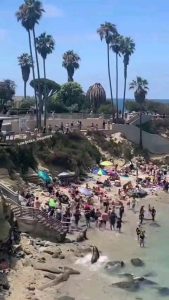 Seals chasing tourists on the beach