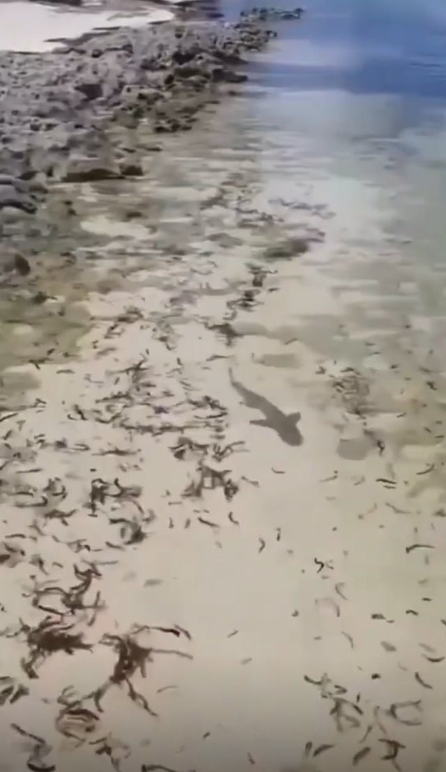 A nurse shark having a nice, calm, pleasant swim. Wtf was that?!