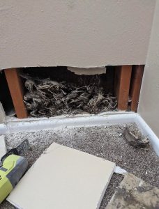guys house infested by bird skeletons