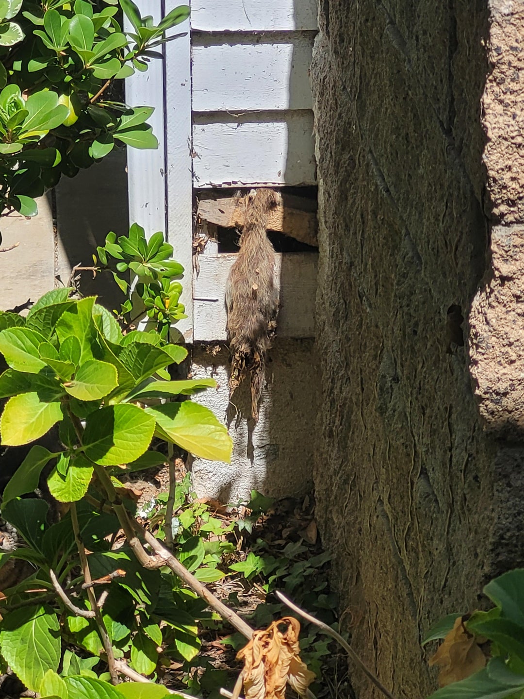 squirrel hung itself in my neighbors wall
