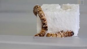 Plastic-eating superworms with ‘recycling plant’ in their guts might get a job gobbling up waste