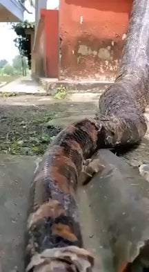The Absolute Size Of This Giant Anaconda Crawling Onto Somebody’s Porch