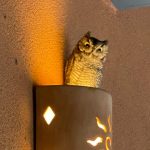 [OC] little owl friend at our house