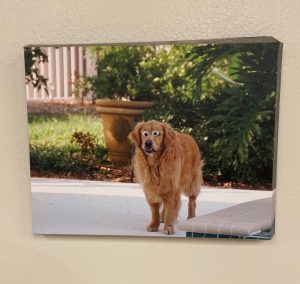 Somebody put googly-eyes on the photo at the veterinarian’s office