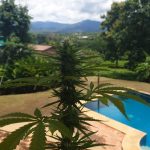 [OC] My first flowers from a plant made illegal by the paper industry 80ish years ago.. Love!