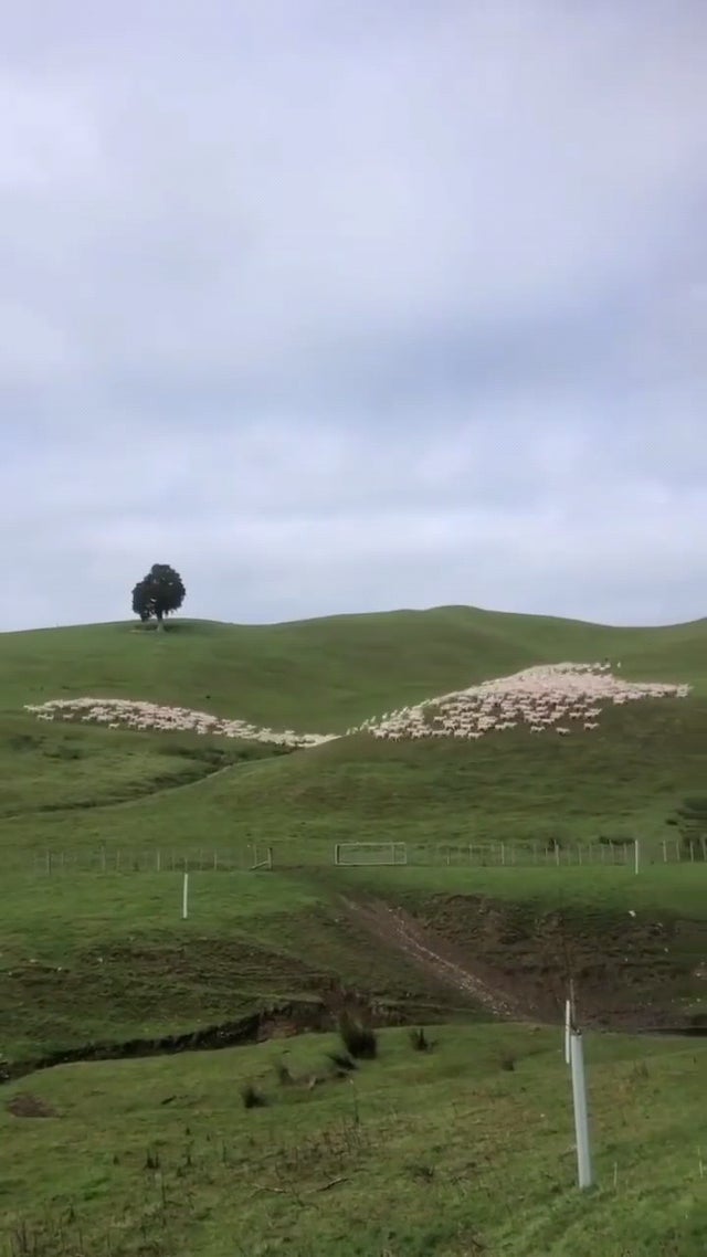 Shepherd's life