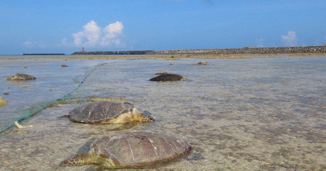 Over 30 sea turtles killed by fishermen on Kumejima island in Okinawa
