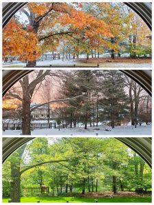 7 months looking out of our kitchen window in our new home [OC]