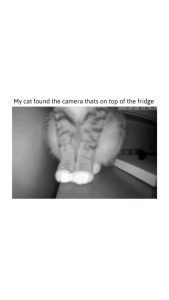 curious for cat... terrifying for us.