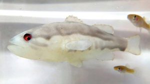TIL that a robot fish invented to mimic the natural predator of the 'mosquitofish' was so effective that it altered their behaviour, physiology and fertility, effectively "scaring them to death".