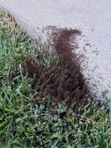 Just a bunch of ants.