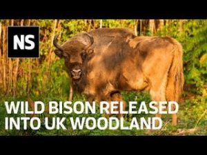 Wild bison released in UK for first time as part of rewilding efforts
