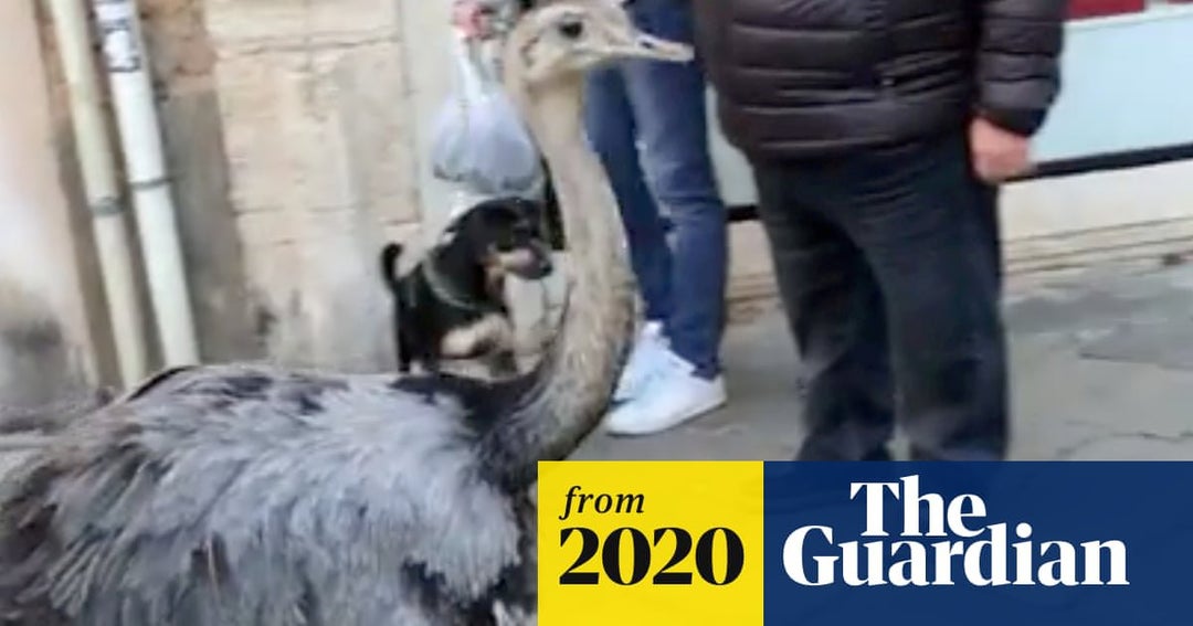 TIL in 2020 two Slovenes were fined for taking their 2 rheas (emu like birds) on a train to Venice where they then proceeded to wander the streets freely.