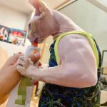 A sphinx cat with a disability that constantly causes it’s muscles to grow