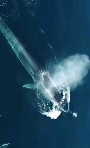 Blue whale, dolphins for scale