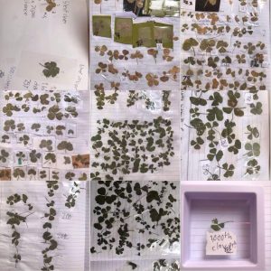 My son found 1,000 four (plus 5, 8, 9!) leaf clovers in eight months