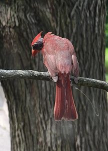 This punk rock cardinal outside my window
