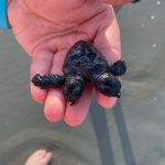 I found a two headed turtle today, called DNR to come pick it up