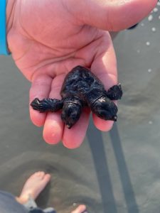I found a two headed turtle today, called DNR to come pick it up