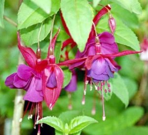 TIL: The first synthetic dye of the color fuchsia was originally named after a botanist (Fuchs) but renamed Magenta to celebrate a battle victory.
