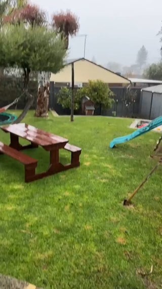 Maggie was an abandoned baby magpie, she lives in this persons yard and comes into the house sometimes