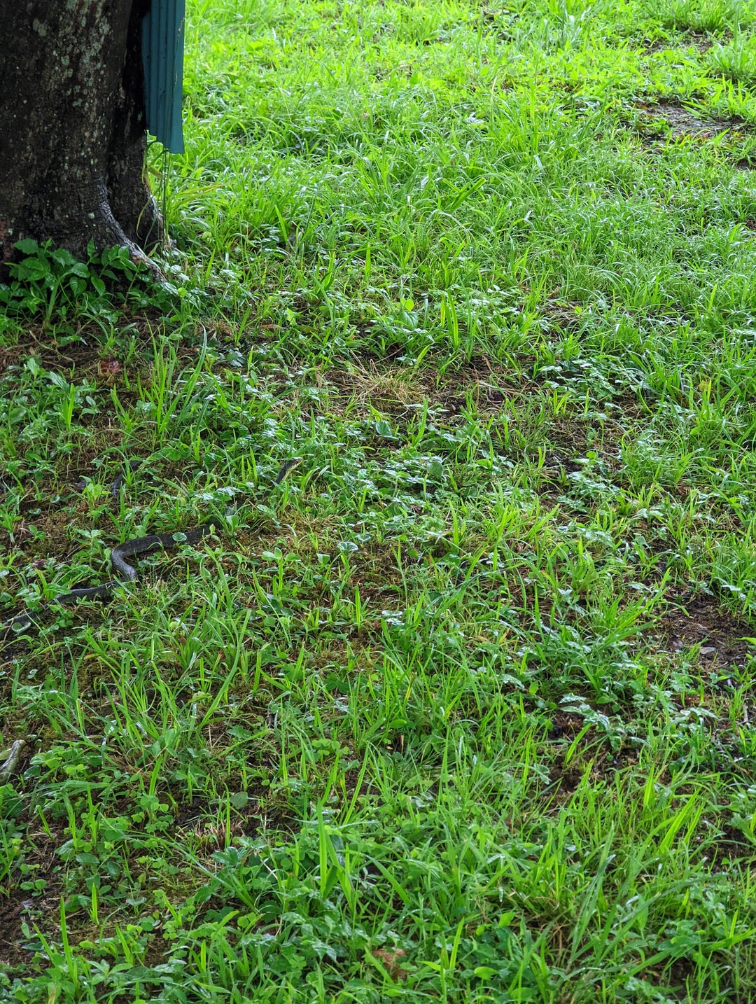 what kind of snake is this and is it poisonous?