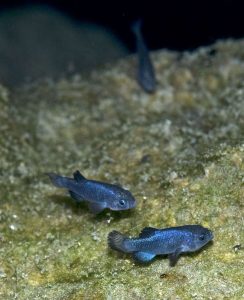 TIL there's a species of fish (the Devils Hole pupfish) whose entire native range is a portion of a single underground pool in Death Valley.