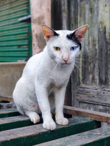 Found him sitting near my door. Never seen a heterochromic cat before.