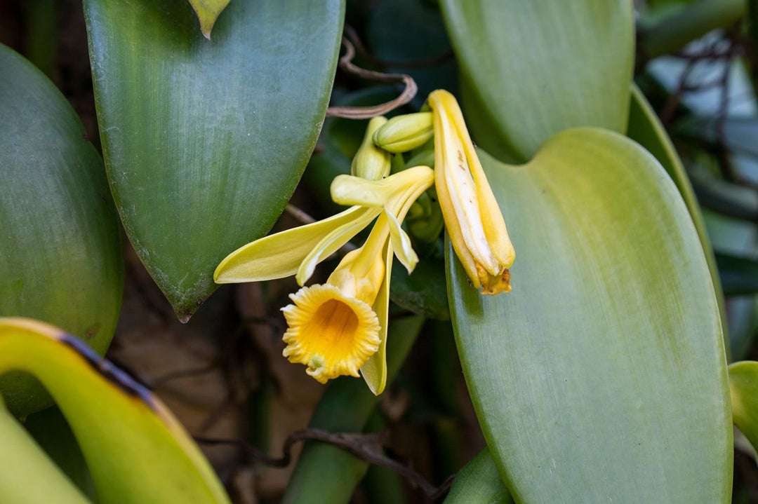 TIL vanilla comes from an orchid