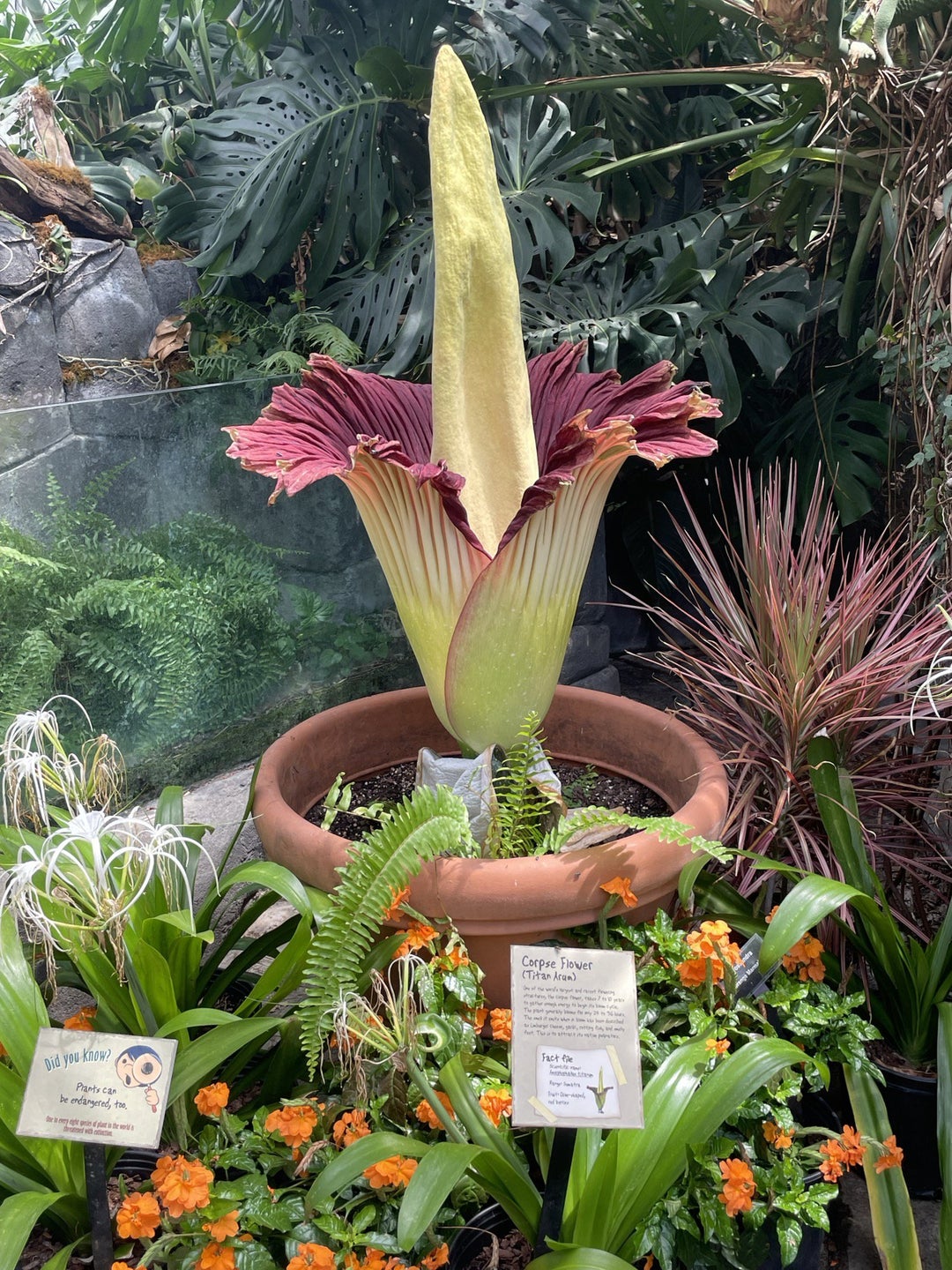 I got to see (and smell) a corpse flower bloom today.