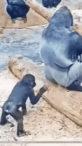 C'mon, kid, knock it off. Why you little... Get back here and I'll show you the Atomic Noogie!