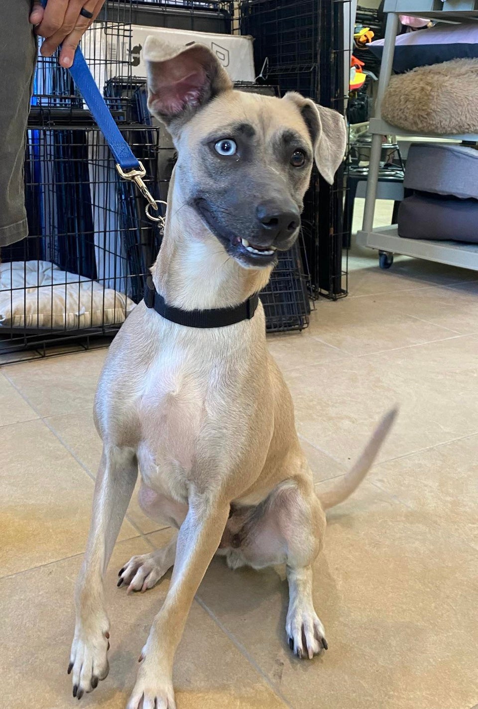 Adopting this goofball [OC]