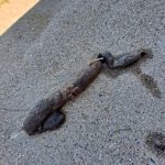 WTF did my cat eat... is that a paw?