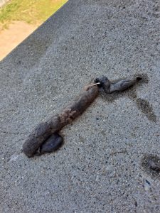 WTF did my cat eat... is that a paw?
