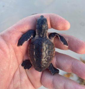 Found this little dude struggling on the beach. Swam him past the surf and let him go. [OC]