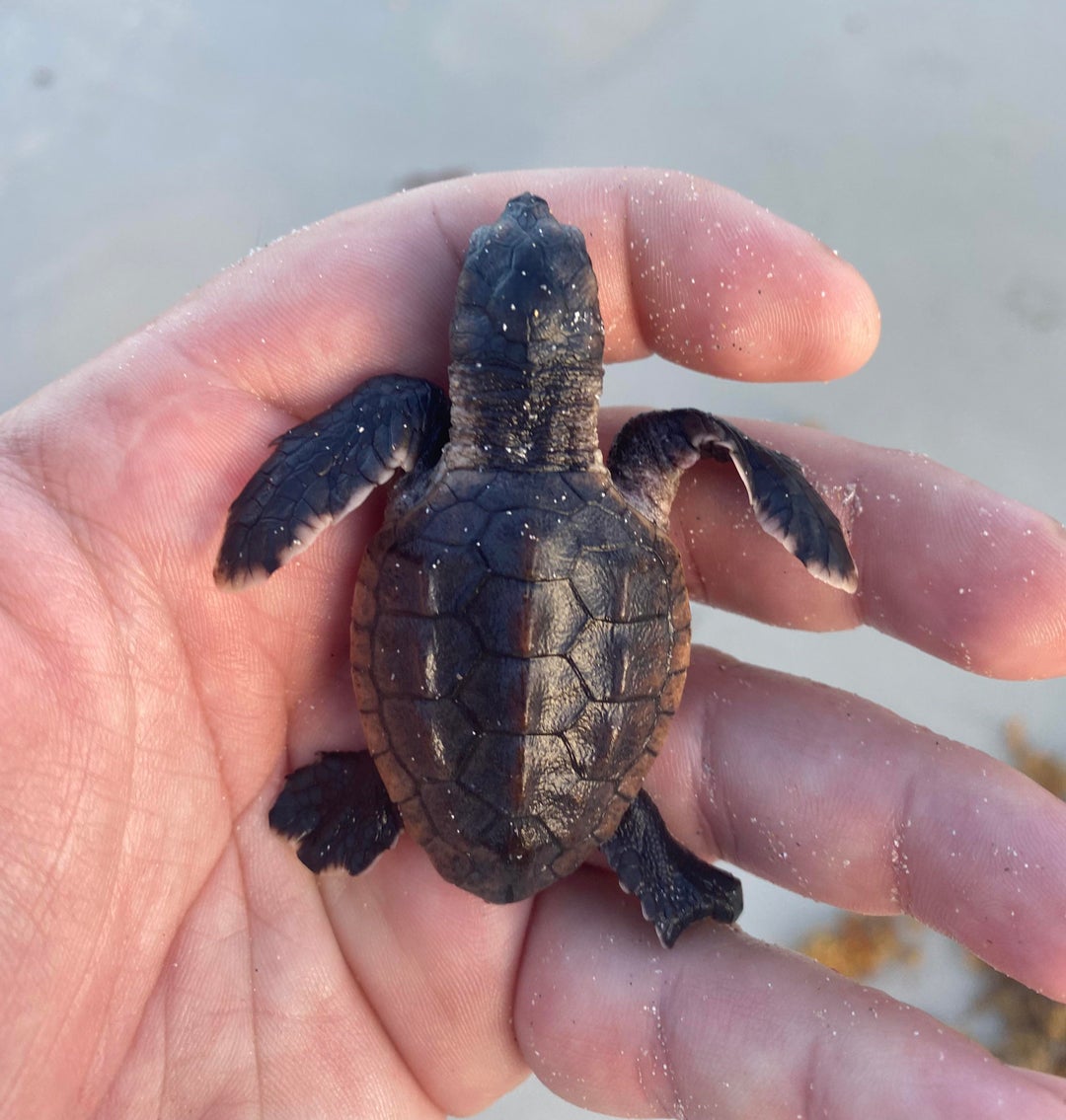 Found this little dude struggling on the beach. Swam him past the surf and let him go. [OC]