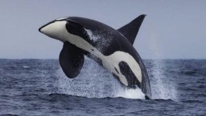 TIL only humans, orcas and pilot whales undergo menopause.