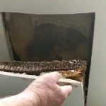 Bees have been making a hive in my parents walls