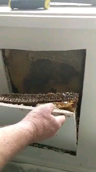 Bees have been making a hive in my parents walls
