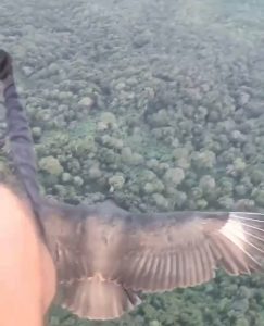 Parahawking is an activity that combines paragliding with falconry. Birds of prey are trained to fly with paragliders, guiding them to thermals. Parahawking was developed by British falconer Scott Mason in 2001.