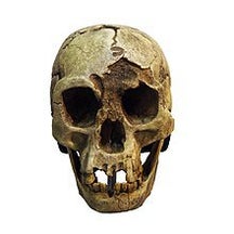 TIL that there was human species called Homo Floresiensis, that were very small - only 1.1 m (3 f 7in) in heights