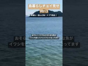 島暮らしチョイ見せ013ナブラ発生中 #shorts #愛媛 #瀬戸内 #離島 #忽那諸島 #田舎暮らし #空き家 #松山 #釣り #海 #ナブラ