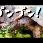 もう少しそっちに行ってよ！　〜リクガメの食事〜　キレナイカギリシャリクガメ