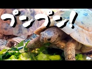 もう少しそっちに行ってよ！　〜リクガメの食事〜　キレナイカギリシャリクガメ