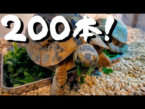 200本動画達成記念！　〜リクガメの食事〜　キレナイカギリシャリクガメ