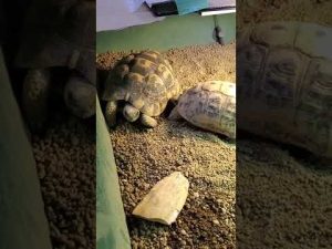 キレナイカギリシャリクガメ　発情