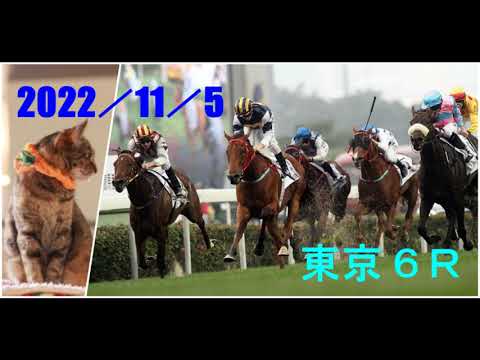 2022/11/5　東京６レース　新馬　枠順確定